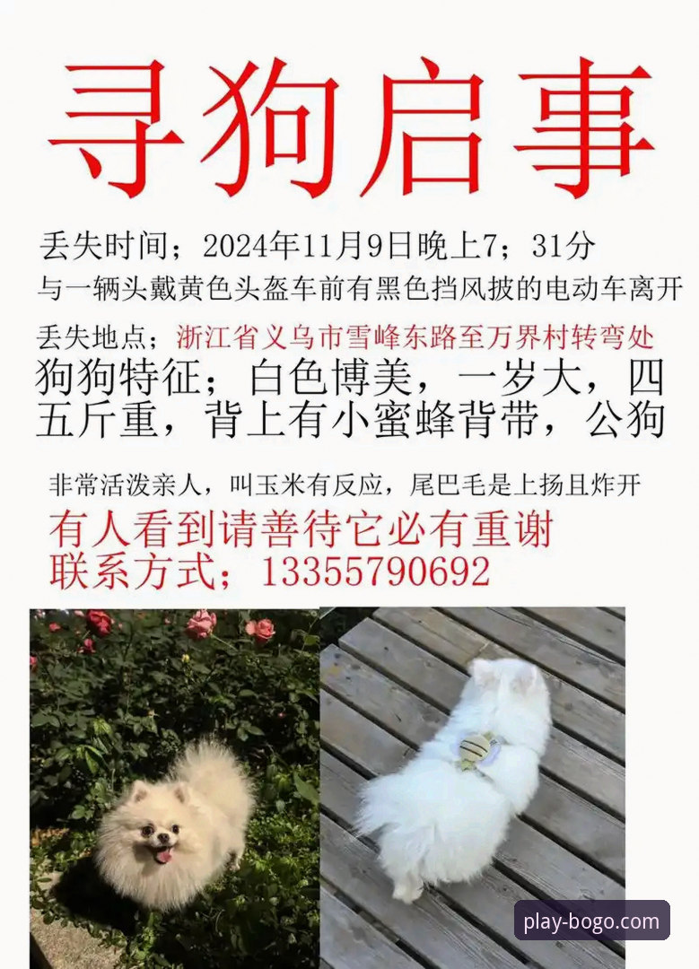 揭秘博狗官方下载背后的真相：老用户亲测分享你不知道的事